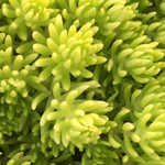 Sedum Lemon Ball