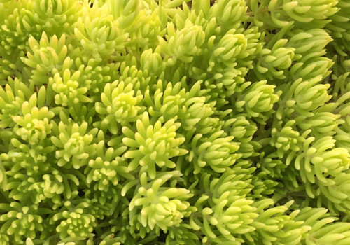 Sedum Lemon Ball