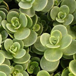 Sedum SunSparkler Lime Zinger
