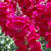 Snapdragon Sonnet Carmine