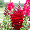 Snapdragon Sonnet Burgundy