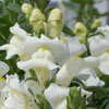 Snapdragon Speedy Sonnet White