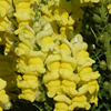 Snapdragon Speedy Sonnet Yellow