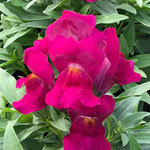 Snapdragon Snaptastic Magenta