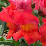 Snapdragon Snaptastic Orange Flame