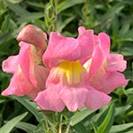 Snapdragon Snaptastic Pink