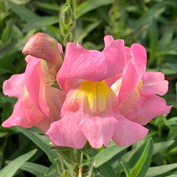 Snaptastic Pink