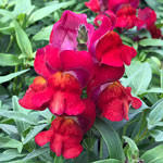 Snapdragon Snaptastic Red