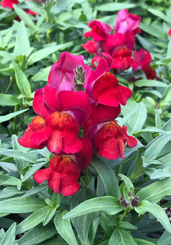 Snaptastic Red