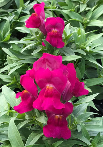 Snaptastic Magenta