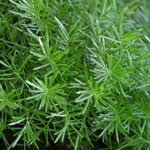 Springerii Fern