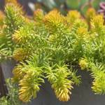 Sedum Prima Angelina