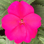 SunPatiens Compact Magenta Royal