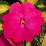 SunPatiens Compact Tropical Rose
