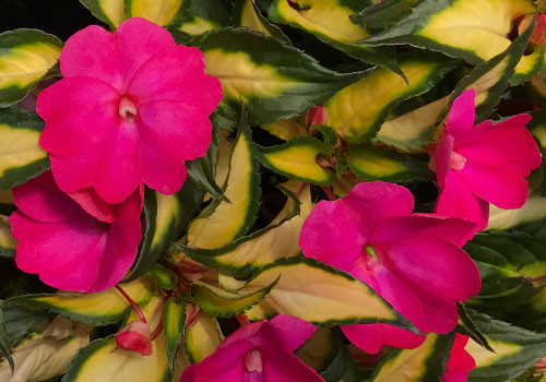 SunPatiens Compact Tropical Rose