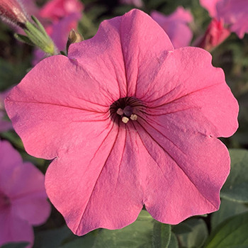 Supertunia Vista Bubblegum
