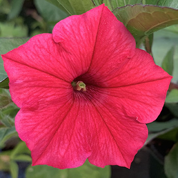 Supertunia Vista Fuchsia