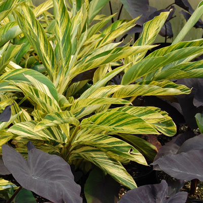 Ginger Lily - Variegated