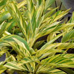 Ginger Lily - Variegated