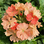 Verbena Superbena Peachy Keen