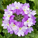 Verbena Superbena Sparkling Amethyst