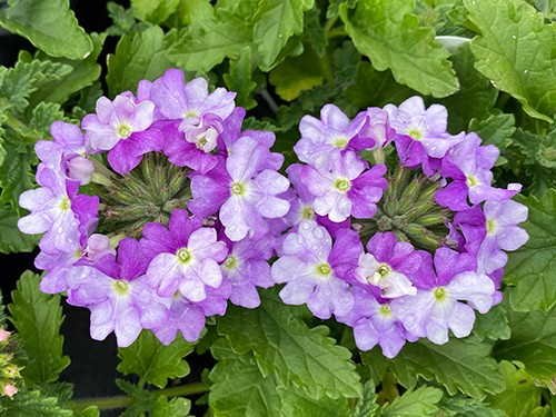 Superbena Sparkling Amethyst