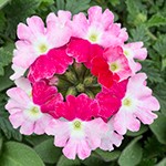 Verbena Superbena Sparkling Rose