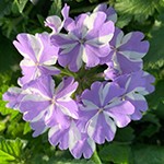 Verbena Superbena Stormburst
