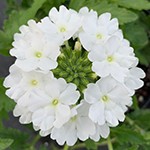 Verbena Superbena Whiteout