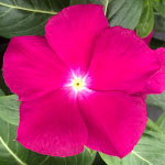 Cora Cascade XDR Violet