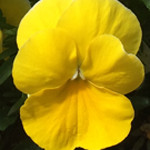 Viola ColorMax Yellow Clear