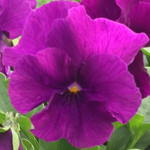 Viola ColorMax Purple Clear