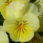 Sorbet Lemon Chiffon
