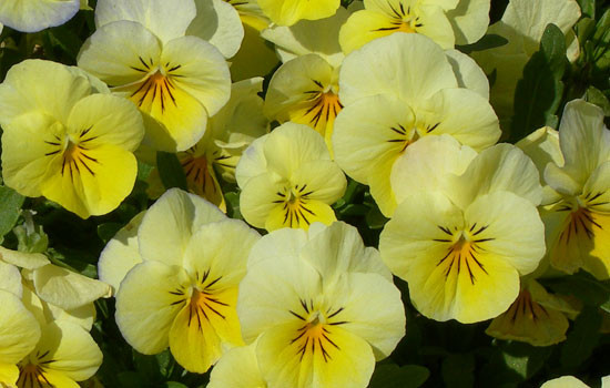 Sorbet Lemon Chiffon