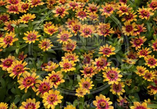 Profusion Red Yellow Bicolor