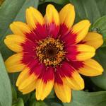 Zinnia Profusion Red Yellow Bicolor