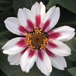 Zahara Starlight Rose