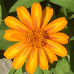 Zinnia Zahara Sunburst