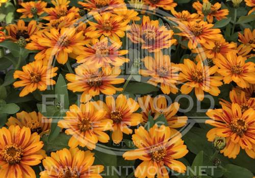 Zahara Sunburst