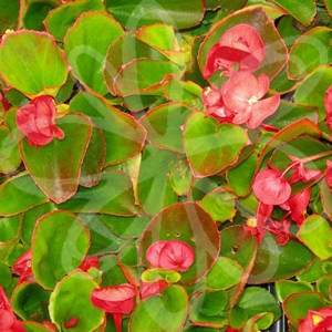 Super Olympia Red