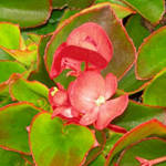 Begonia Super Olympia Red