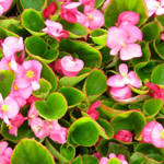 Begonia Super Olympia Rose