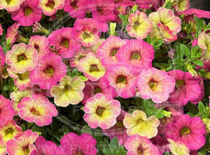 Superbells Magic Pink Lemonade