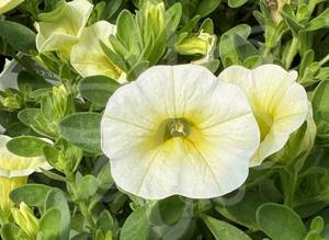 Superbells Yellow Chiffon