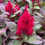 Celosia New Look