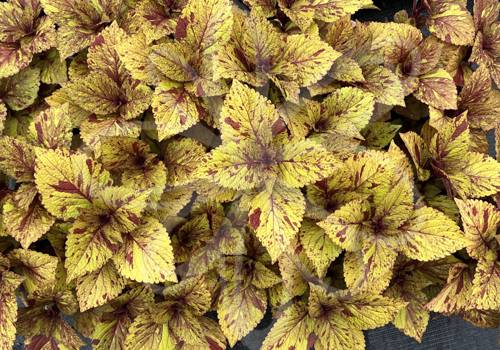 ChargedUp Marble Mania