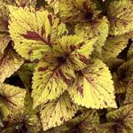 Coleus ChargedUp Marble Mania