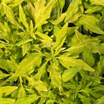 ColorBlaze Mini Me Chartreuse