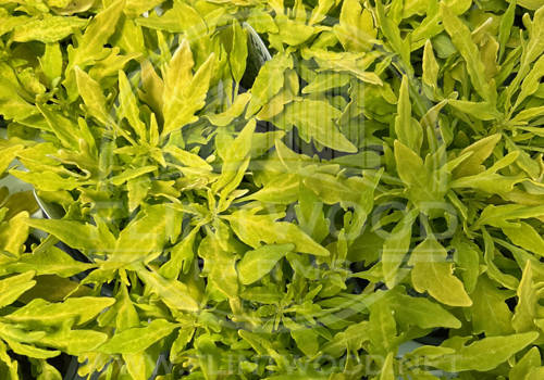 ColorBlaze Mini Me Chartreuse