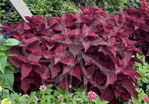 Main Street Beale Street